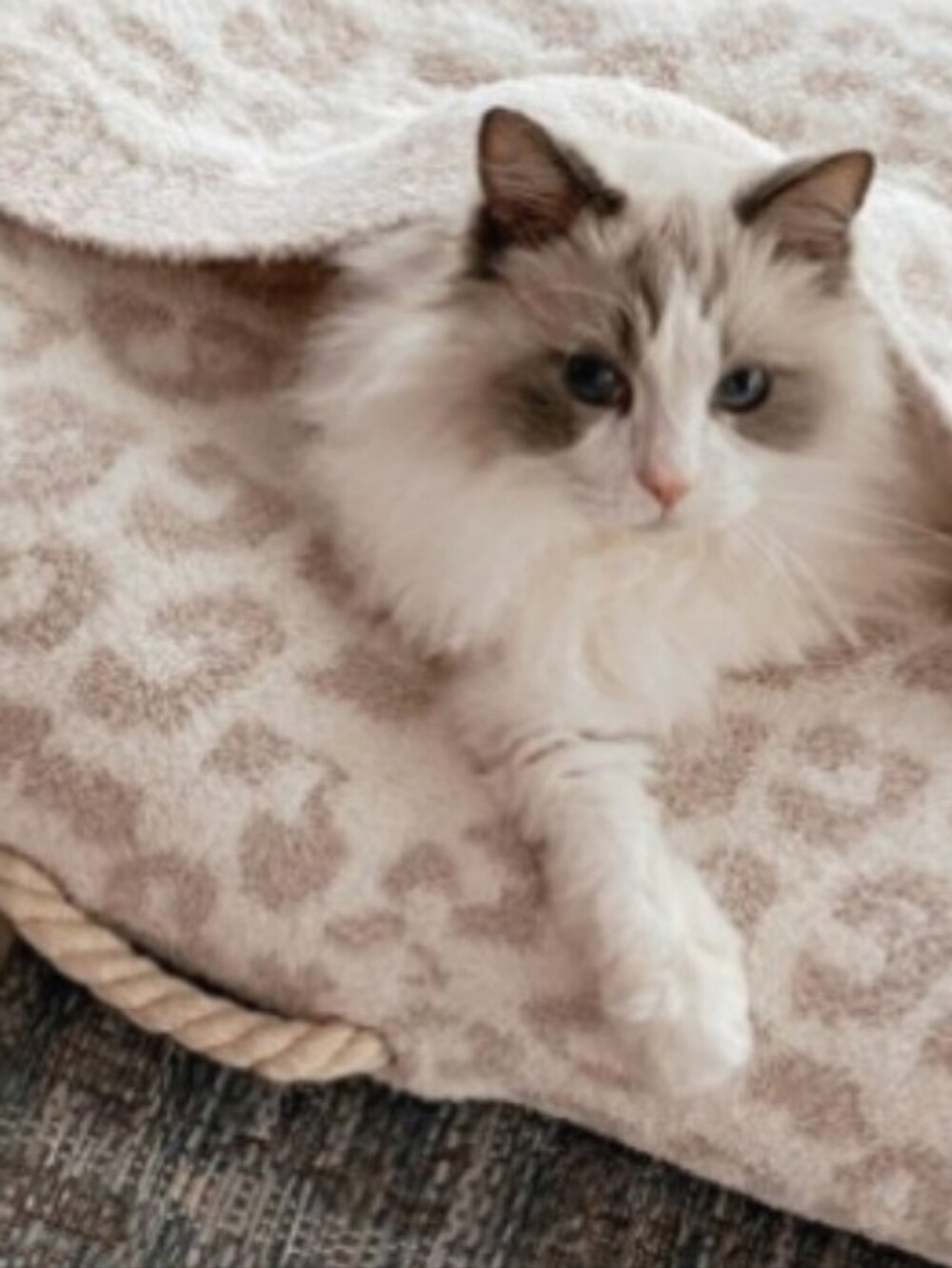 COZY CHIC CREAMSTONE LEOPARD PRINT PET BED BY BAREFOOT DREAMS /SZ:MEDIUM-24"×32